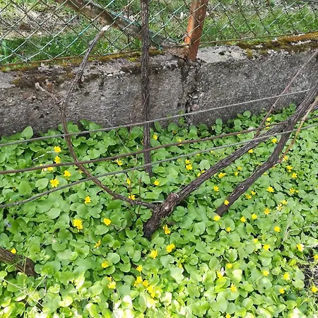 Bogi Vendeghaz Apartament *